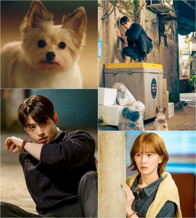Cha Eun Woo perro escenas