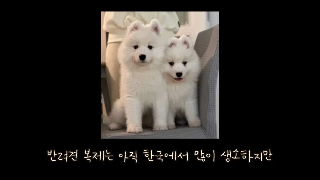 clonación perro corea