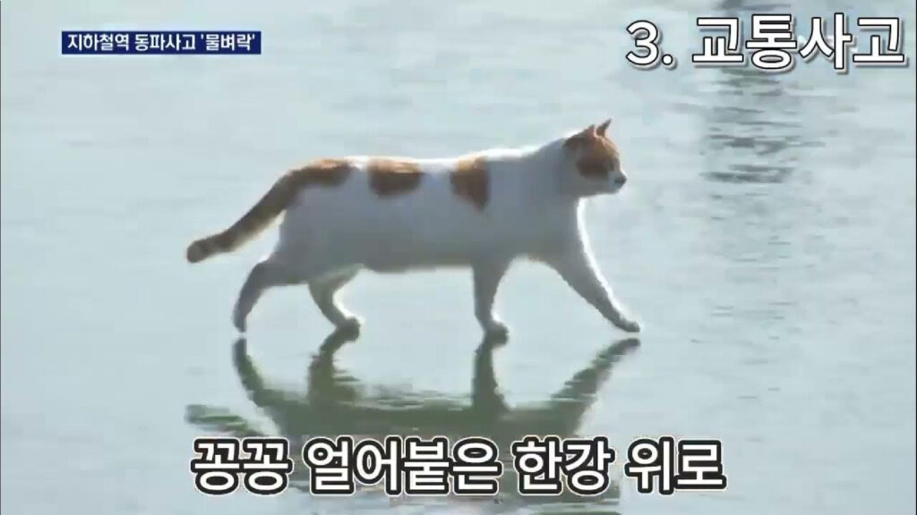 meme gato río congelado