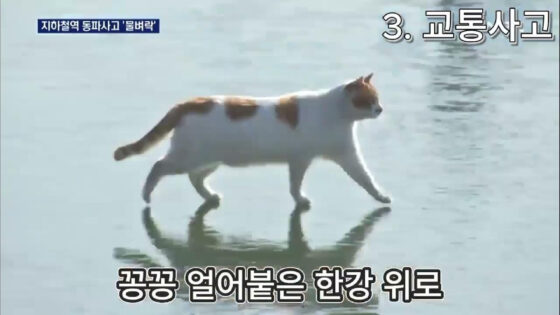 meme gato río congelado