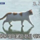 meme gato río congelado