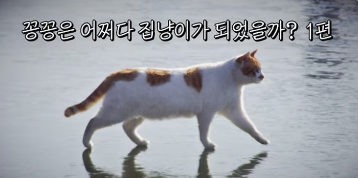meme gato río congelado