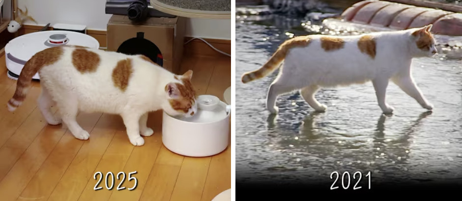 meme gato río congelado